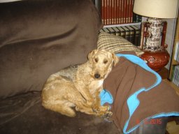 le_nouveau_bobby_20211126_1975573924